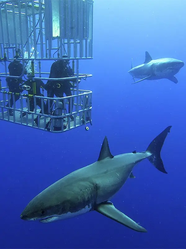 DARECATIONS (АДРЕНАЛИНОВЫЕ КАНИКУЛЫ)1